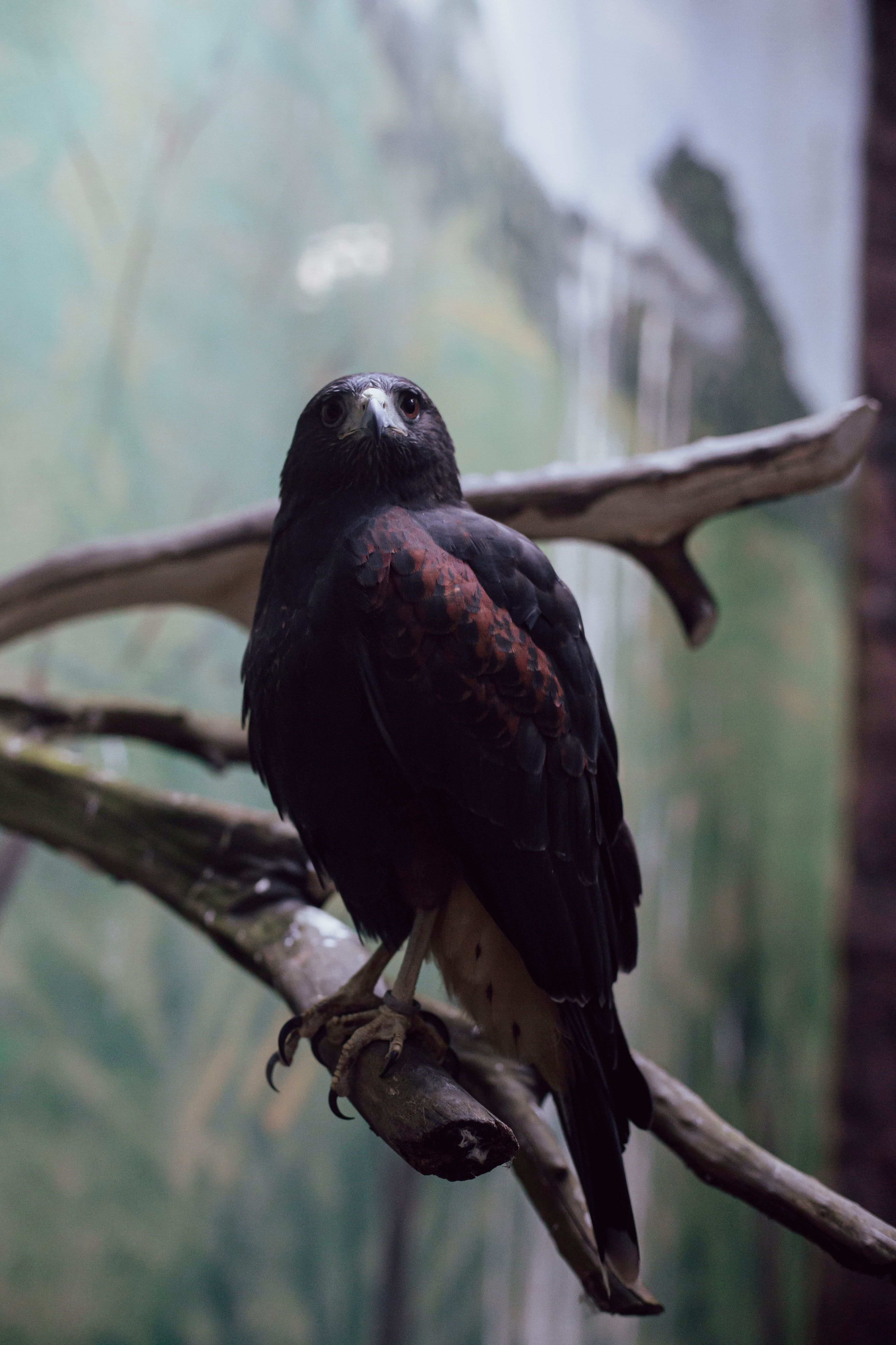 Close-up of a Harris's Hawk perched on a branch, showcasing its striking plumage.