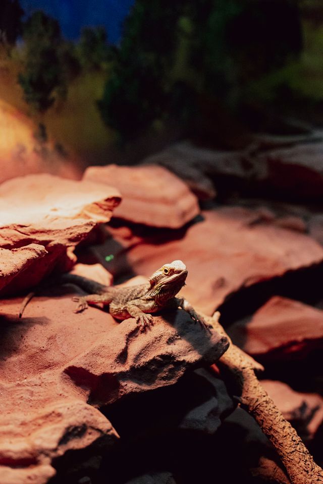 Reptil en terrario