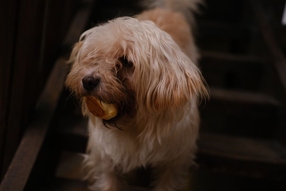 how to choose puppy food 2026