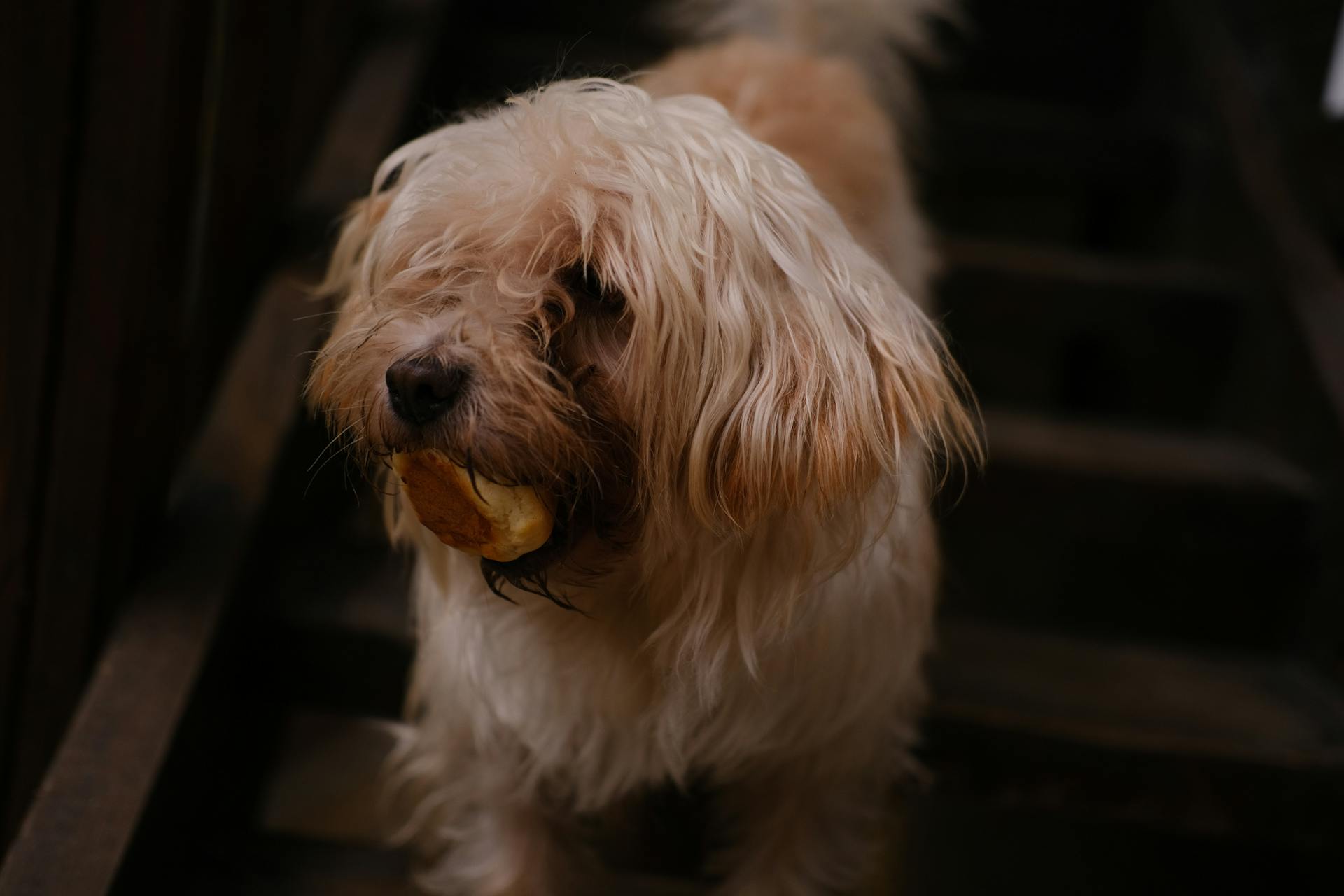 Un chien à fourrure mange un pain