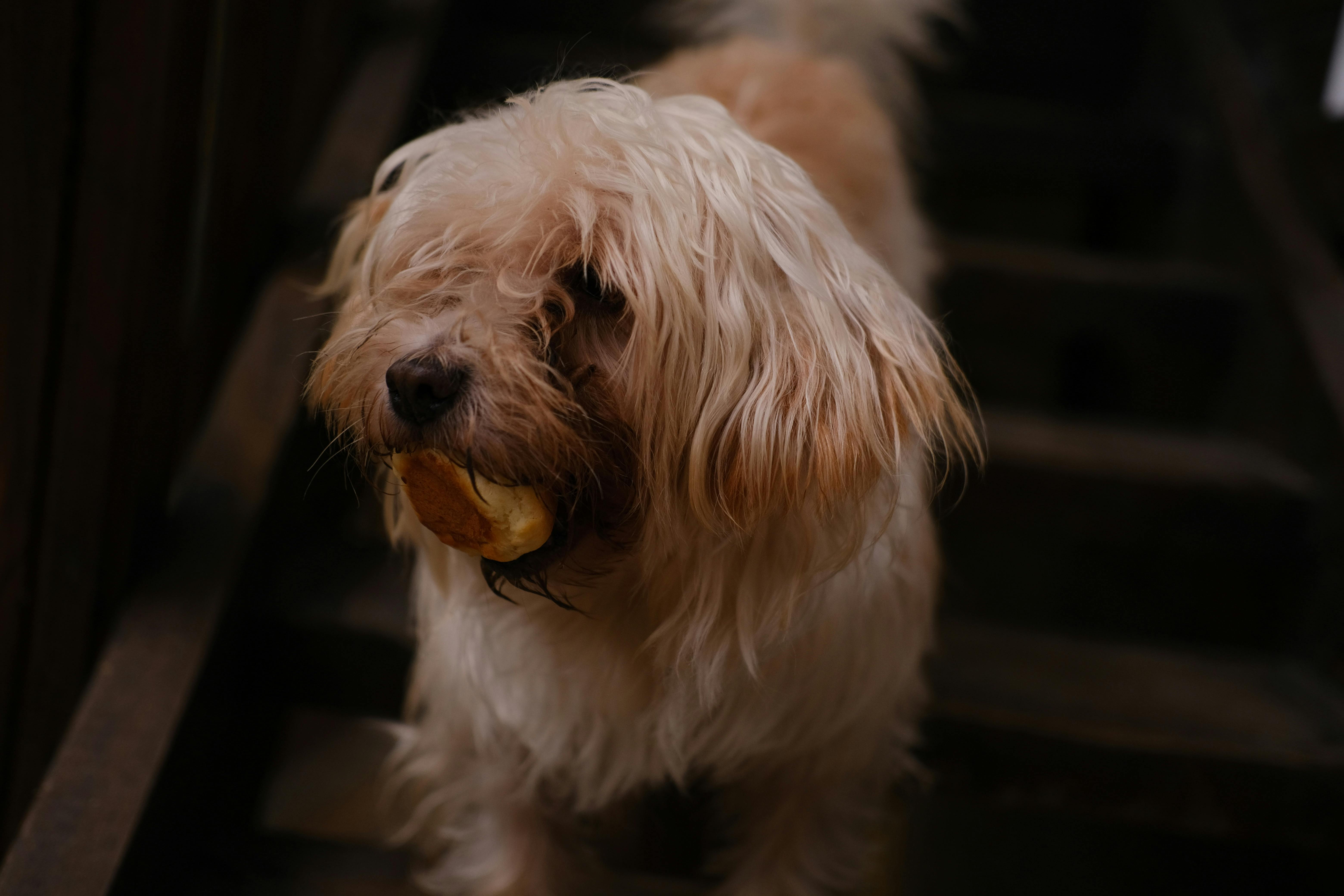 Puppy dog one eating a sale bun