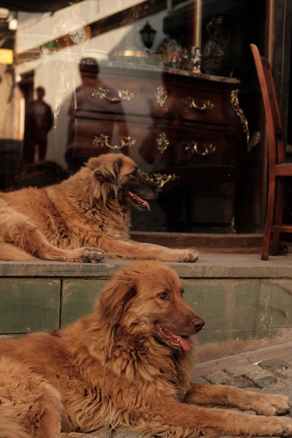Dois cães peludos descansando em uma rua da cidade, refletindo uma vibração urbana calma.