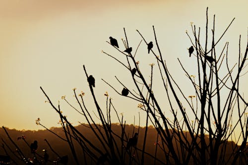 シルエット, 動物, 夕方の無料の写真素材