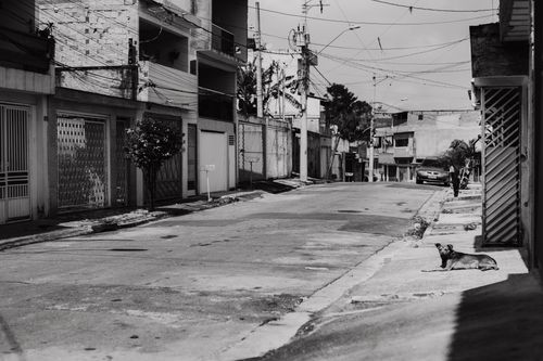 Free Black and white photo of an urban street with a dog and empty sidewalks. Stock Photo