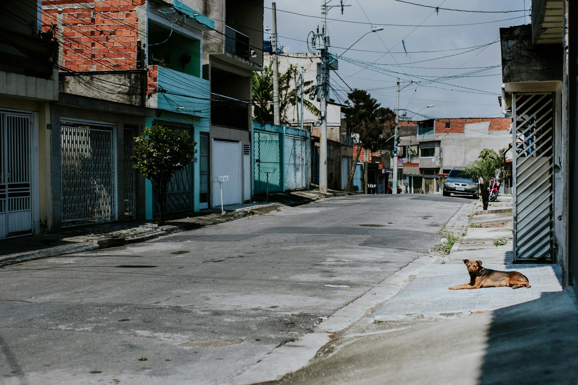 Dog Lying on an Empty Street