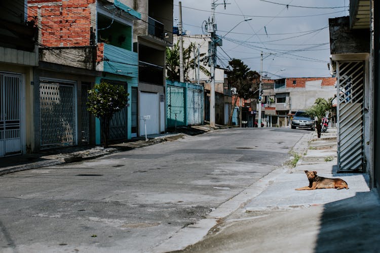 Dog Lying On An Empty Street