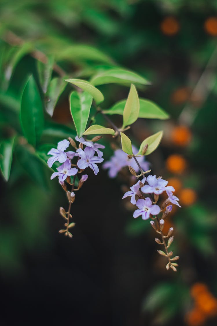 Purple Flowers On A Branch