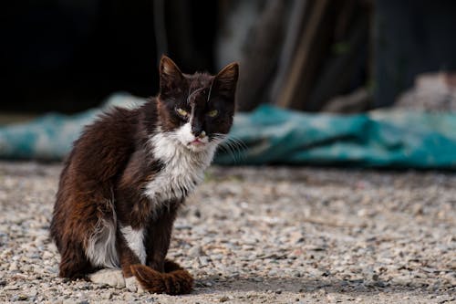 Free stock photo of beautiful, bicolor cat, cat