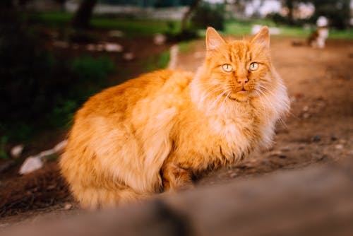 Free stock photo of beautiful, bicolor cat, cat