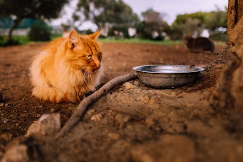 Free stock photo of beautiful, bicolor cat, cat