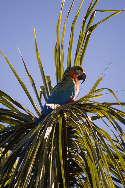 Colorful parrot sitting atop palm fronds in Bonito, Brazil, showcasing vivid tropical wildlife.