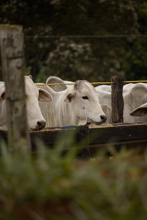Cows Eating at Farm