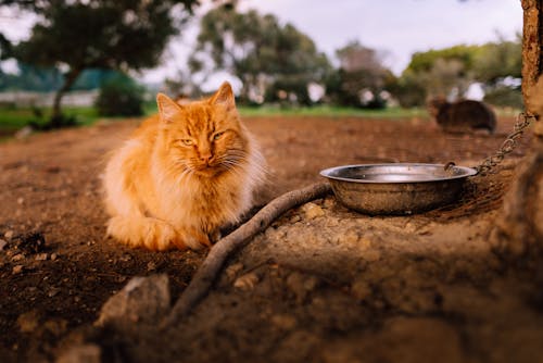 Free stock photo of beautiful, bicolor cat, cat