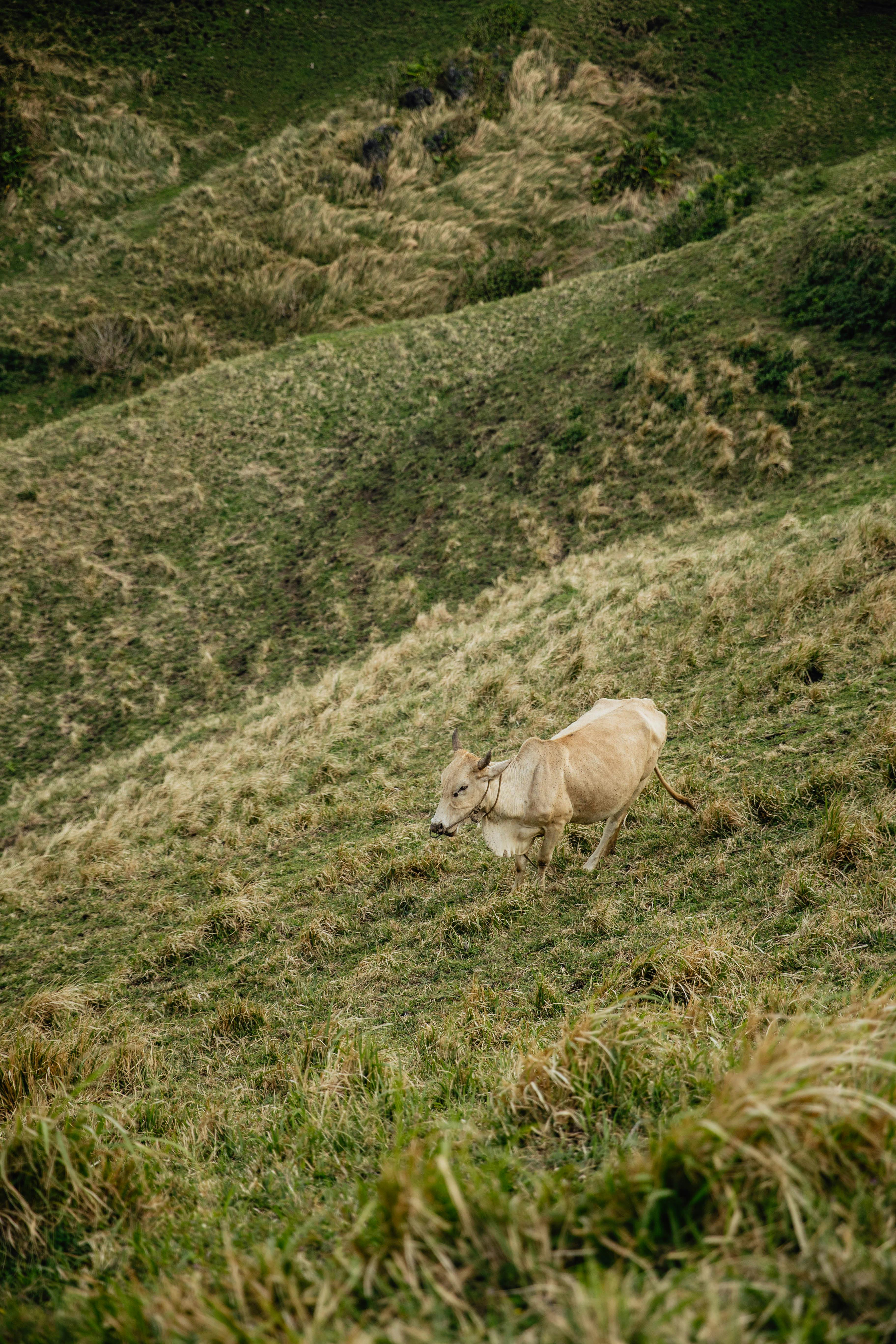 A lone cow grazing on a grassy hillside, highlighting rural and agricultural themes.