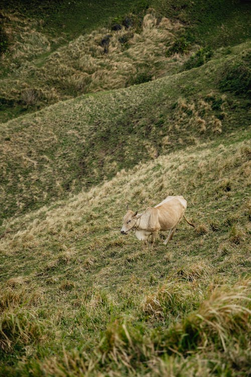 An Ox on a Grass Field 