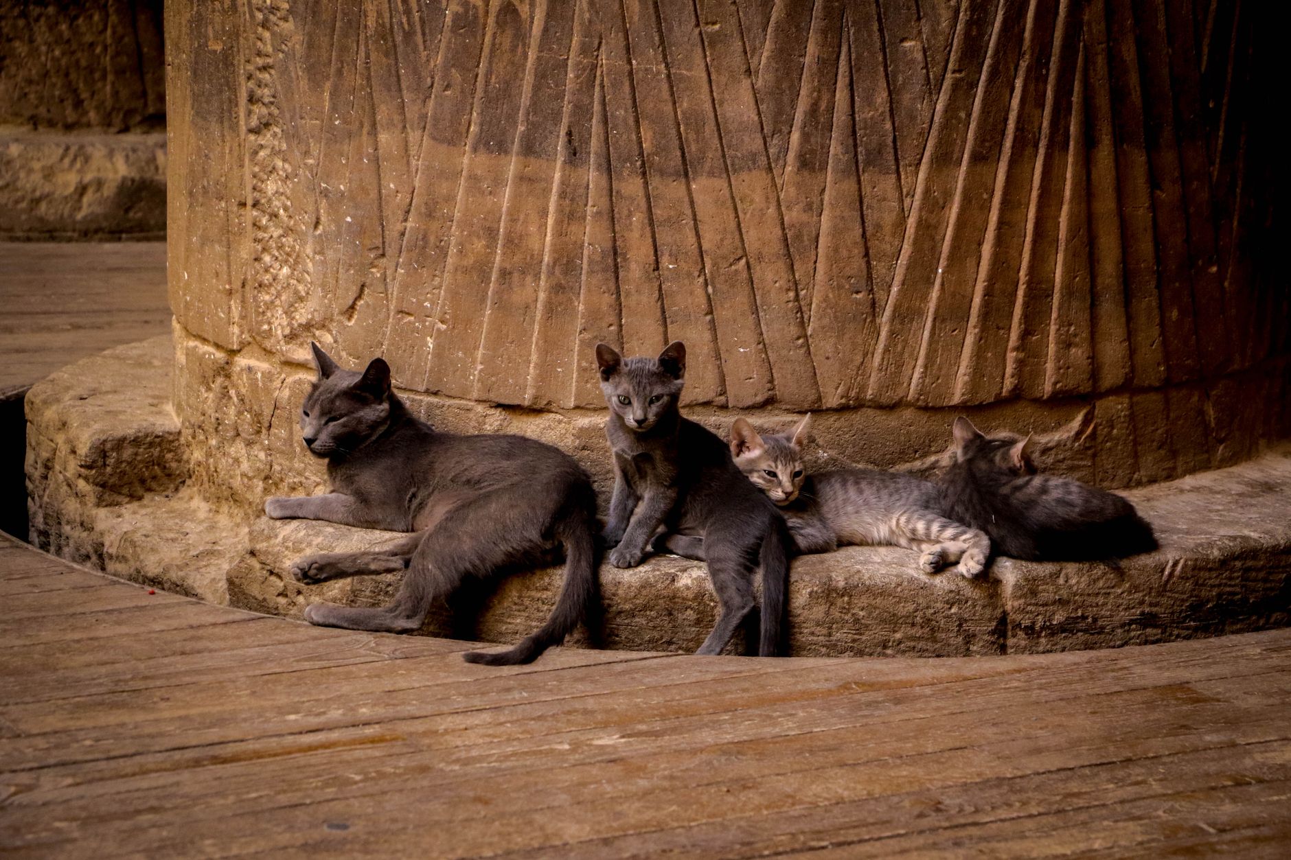 A group of stray cats lounging by a carved stone column in Aswan, Egypt.
