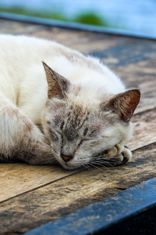 Cute Cat Sleeping on Wooden Floor