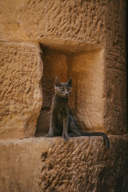 A cat sits by an ancient Egyptian stone wall, capturing the essence of Egyptian culture.