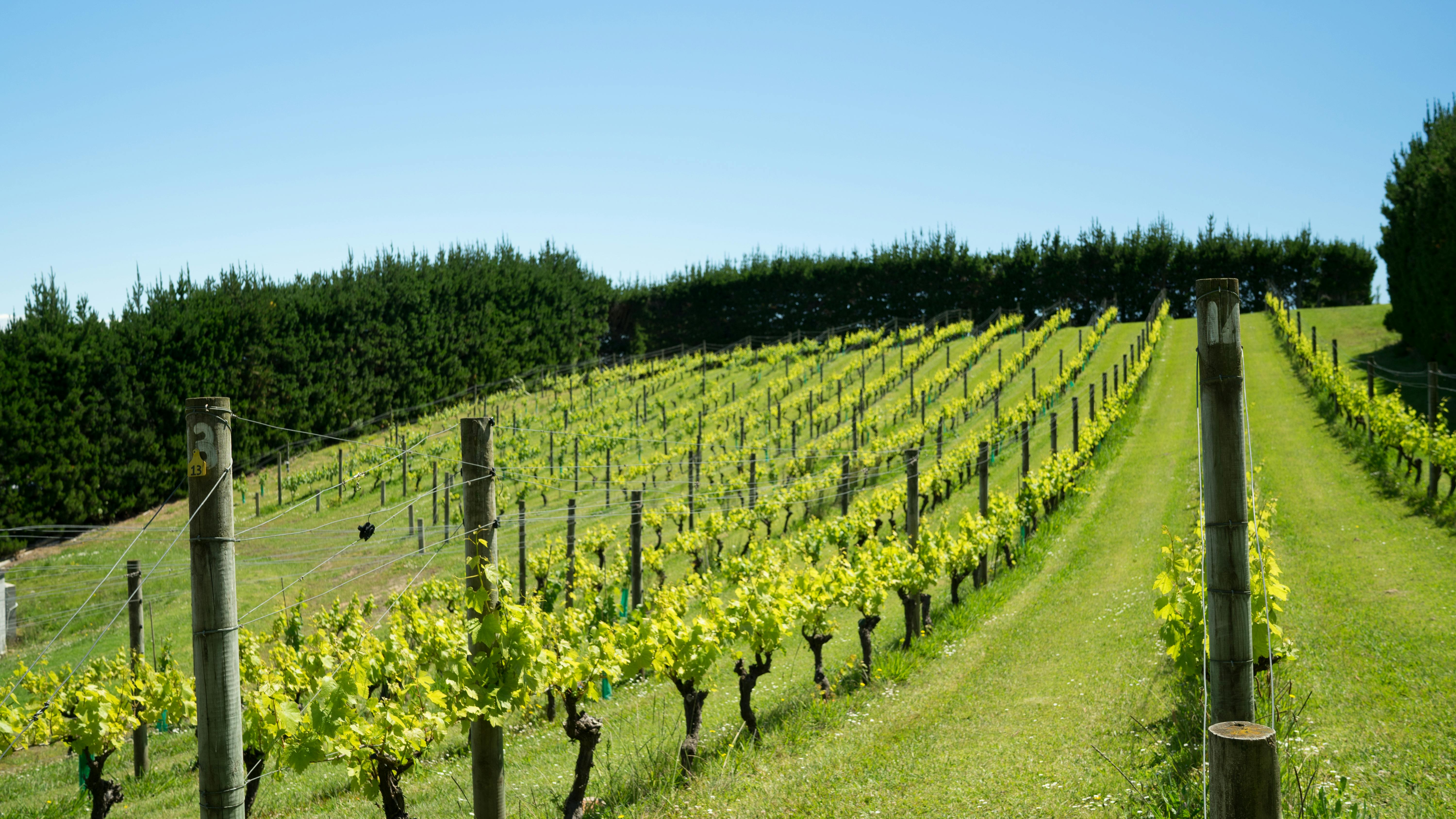 Free stock photo of grapevine, vineyard