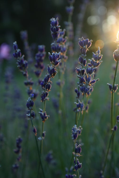 Lavender at Sunrise