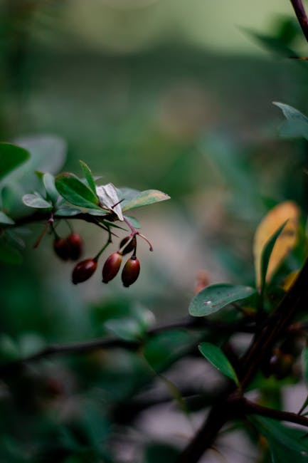 Close-up shot of fresh myrtle leaves and berries on a branch, with a blurred background of the Corsican landscape.