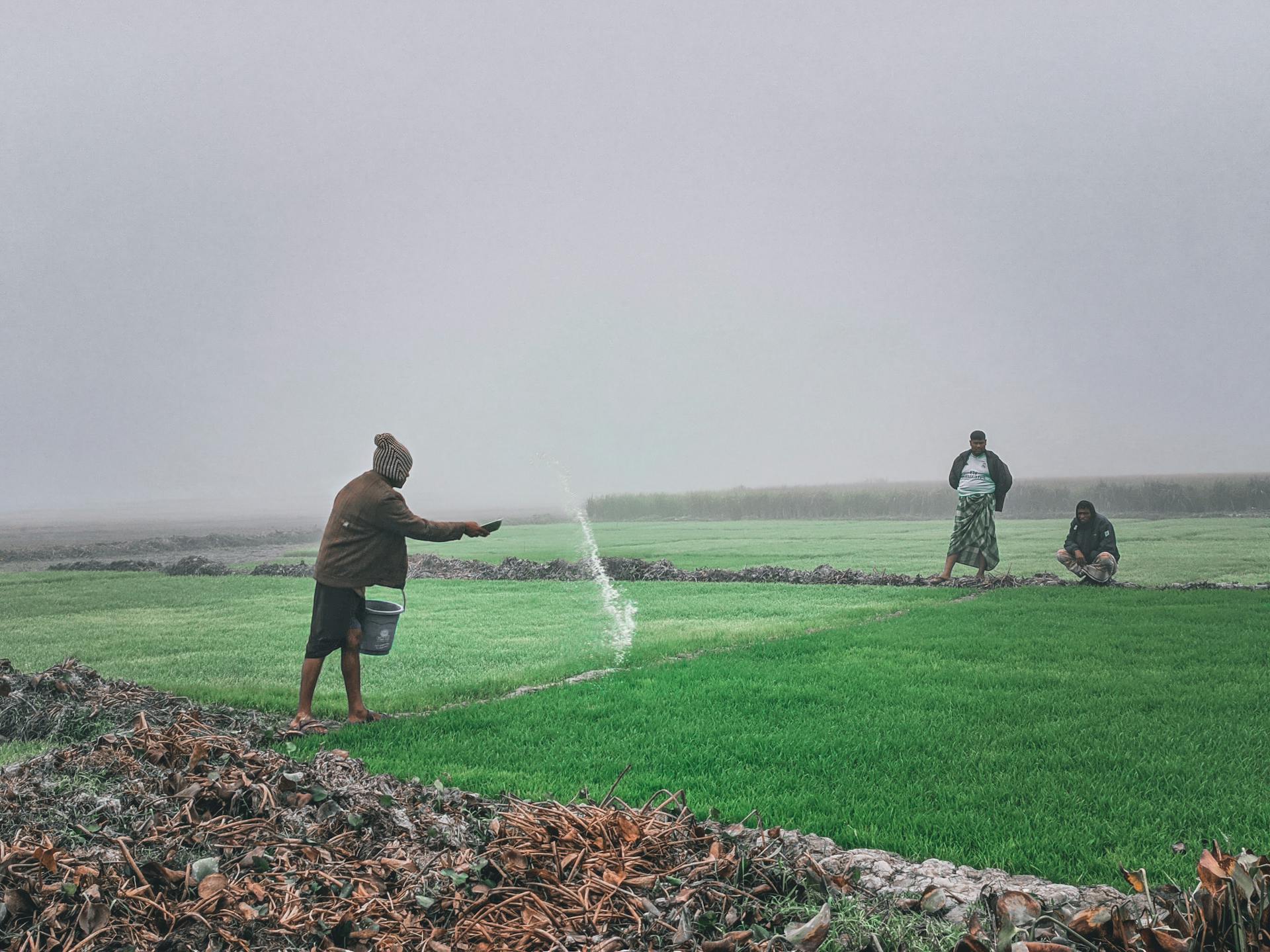 Farmers applying fertilizer in a lush green field under a grey sky.