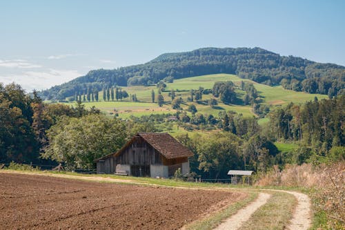 Kostenloses Stock Foto zu außerorts, bäume, feld