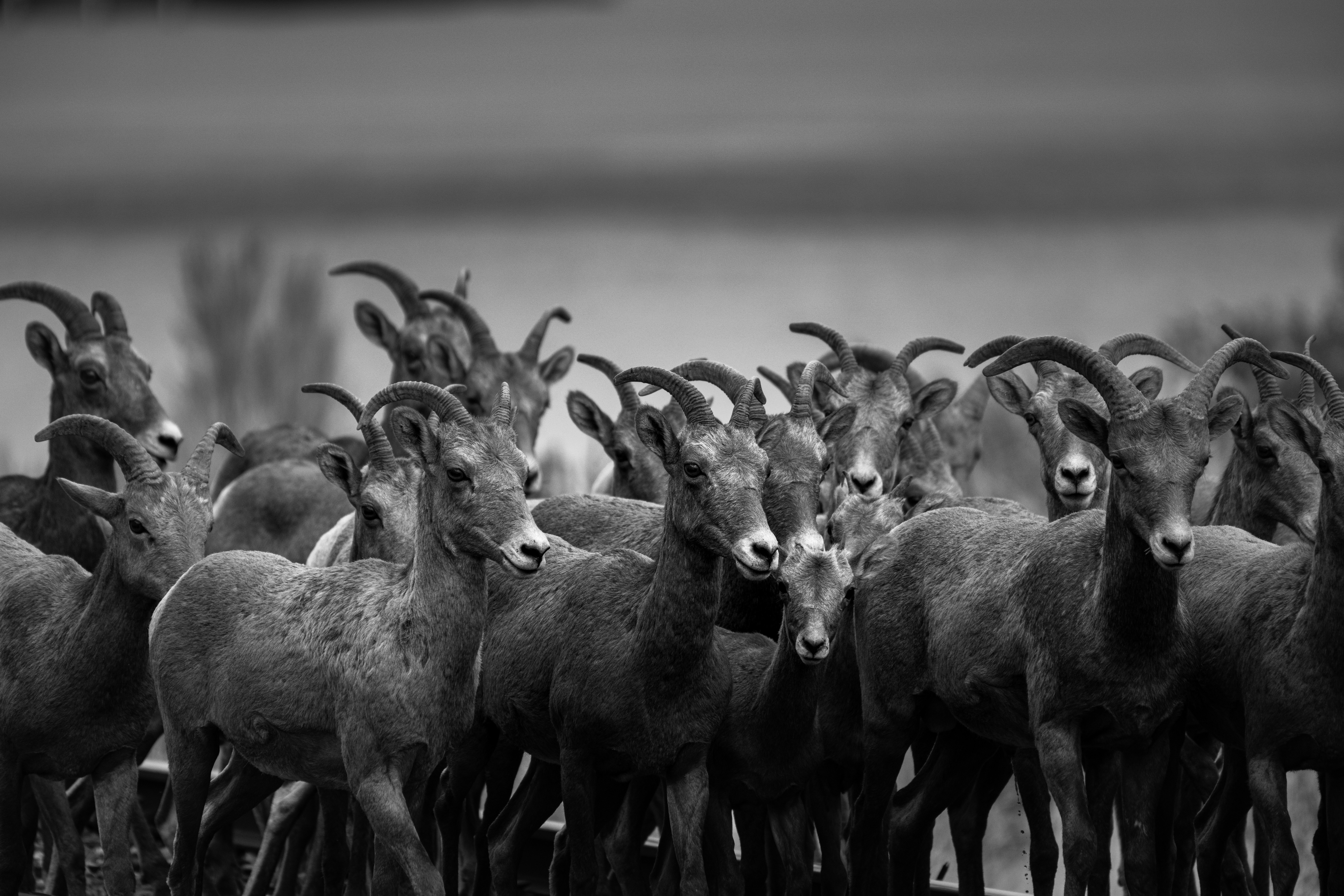Big Horn Outdoor Adventure Show - Spokane and North Idaho community calendar - The Spokesman — Photo by Frank Cone on Pexels
