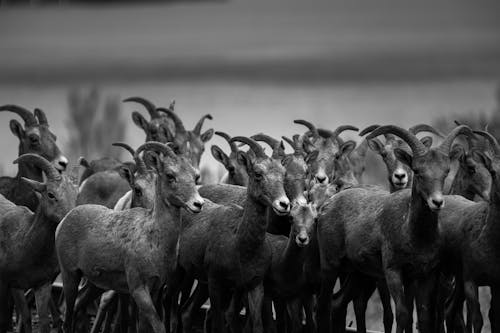 A Flock of Bighorn Sheep