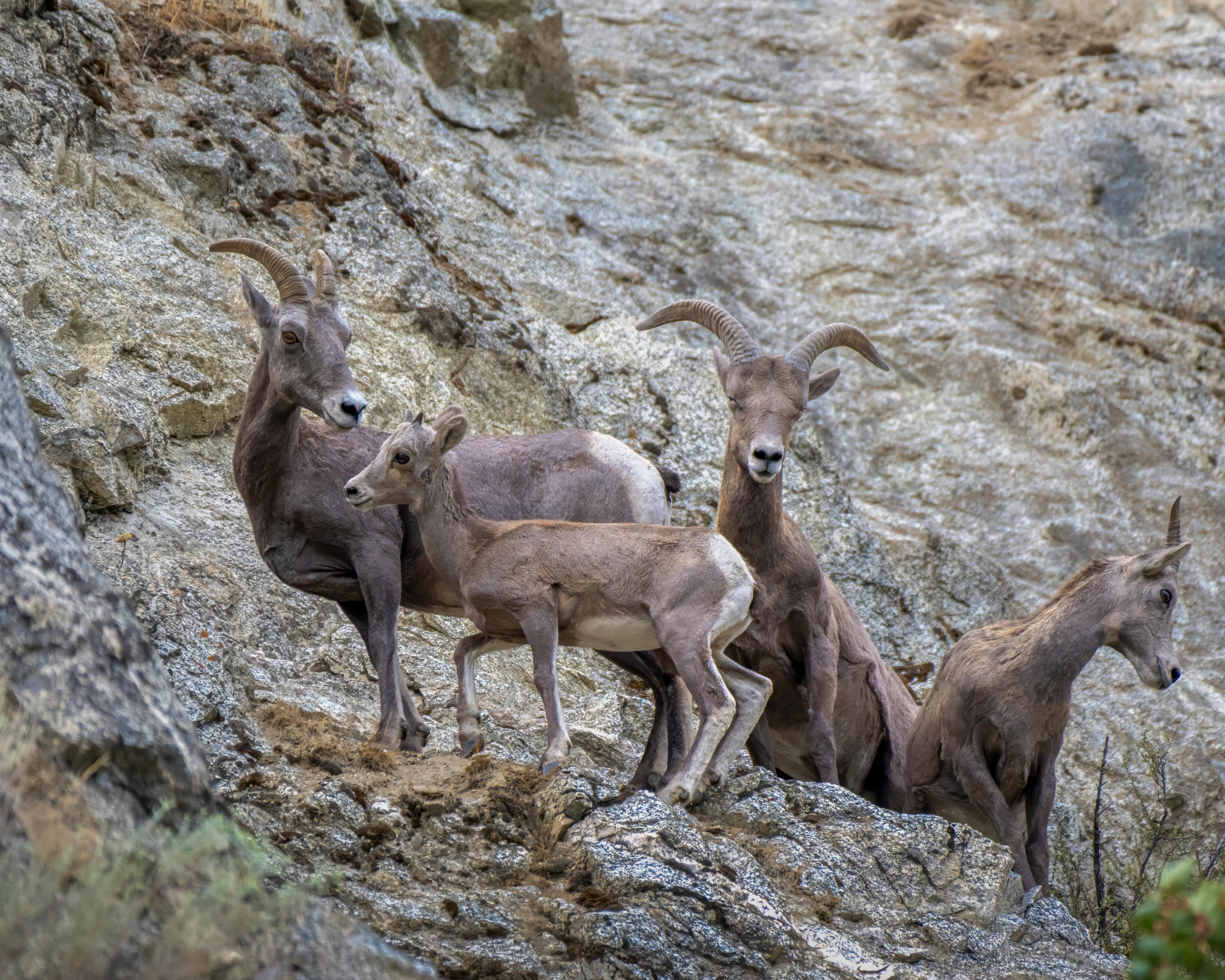 Big Horn Outdoor Adventure Show - Spokane and North Idaho community calendar - The Spokesman — Photo by Frank Cone on Pexels