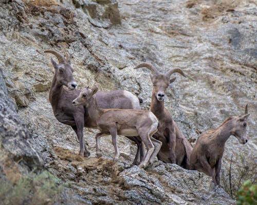 A Flock of Bighorn Sheep in Mountains 