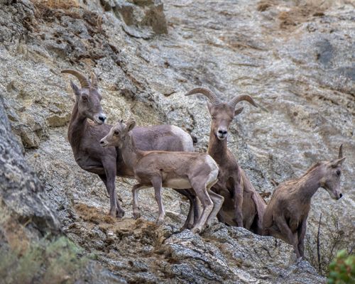Free A group of bighorn sheep standing on rocky terrain in Entiat, WA. Stock Photo