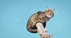 一只迷人的虎斑猫栖息在白雪皑皑的树枝上，映衬着天空