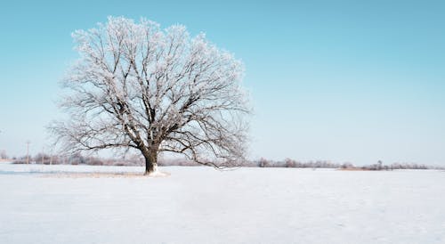 無料 雪に覆われた木の写真 写真素材