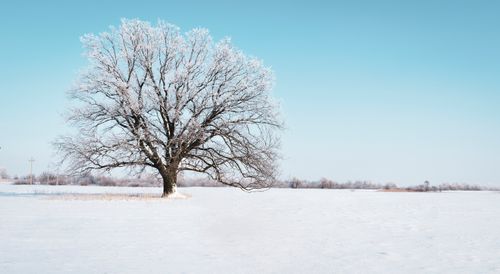 Free A lone oak tree stands in a snowy field under a clear blue sky, showcasing the beauty of winter. Stock Photo
