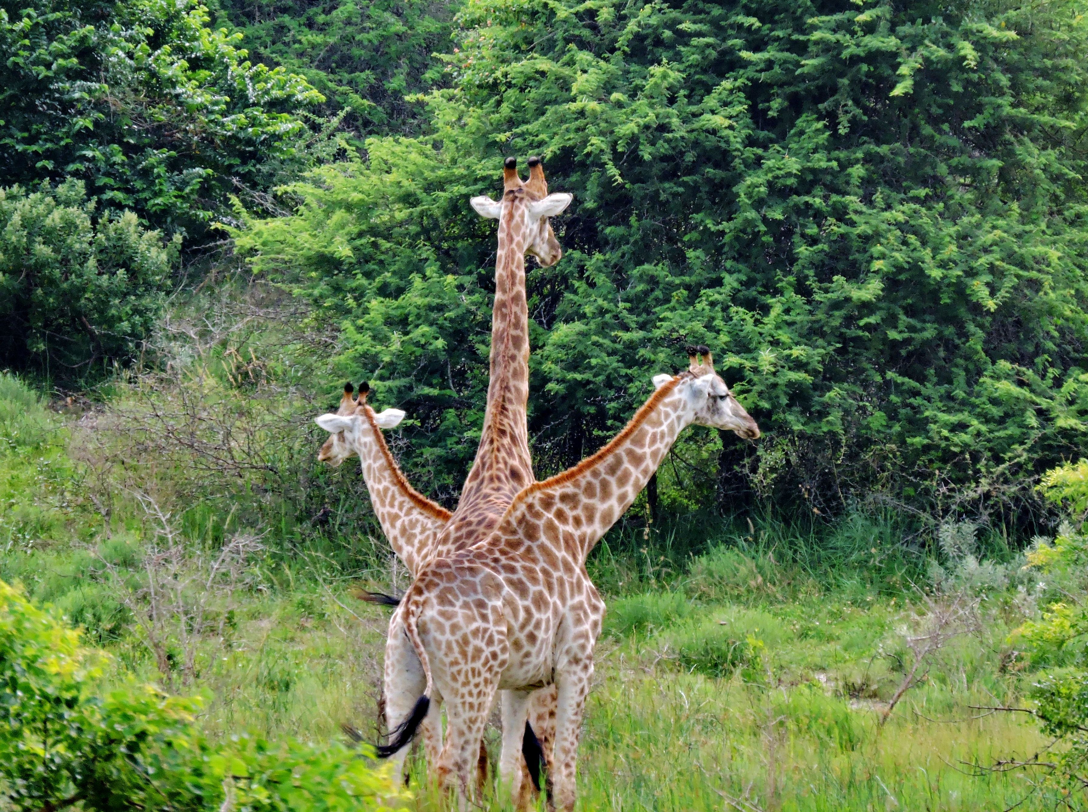 Three Giraffes on a Field · Free Stock Photo