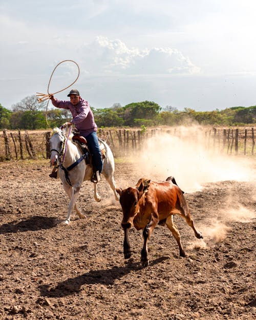 Rancher Catching a Bull Calf with a Lasso Riding a Horse