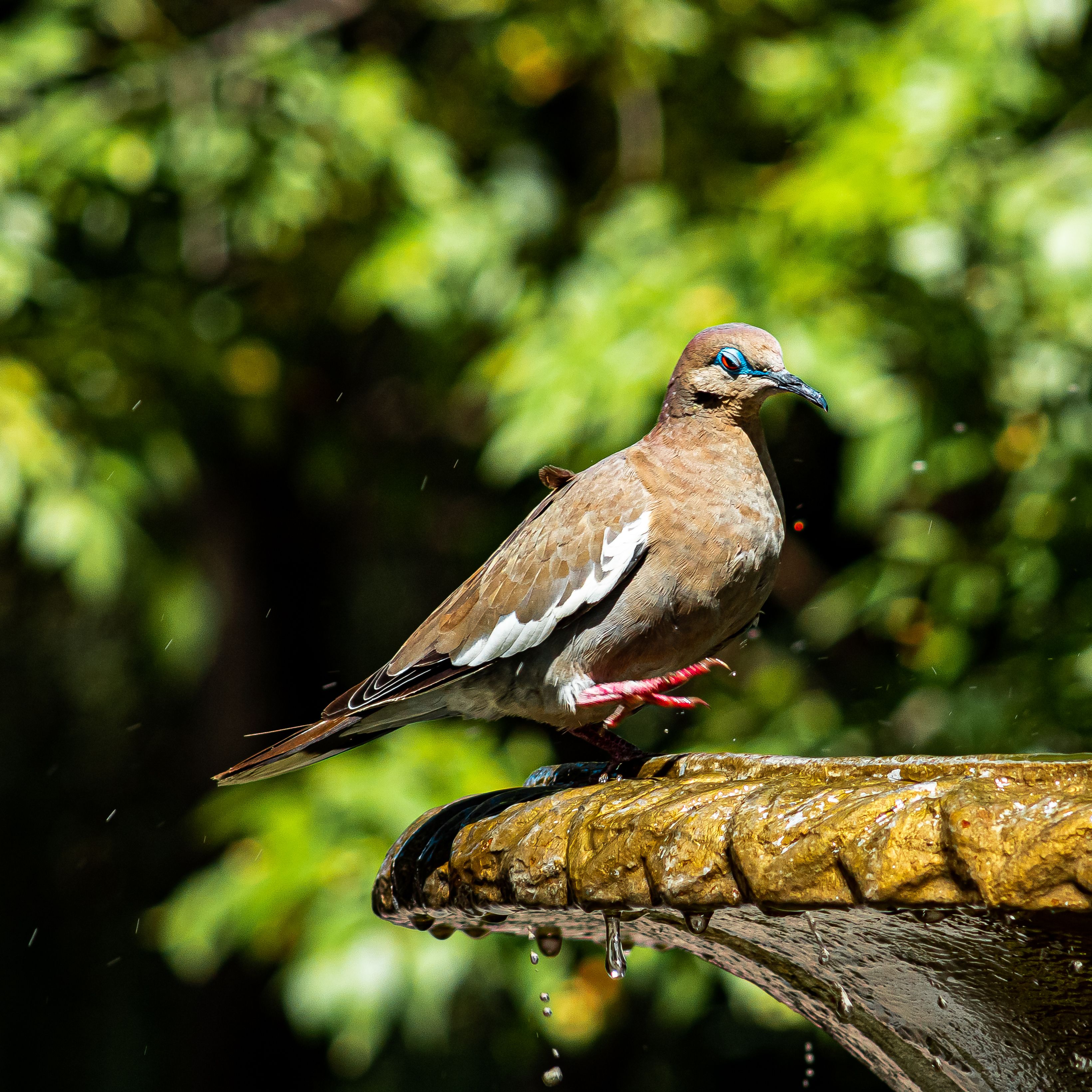 Pacific Dove Walking on the Dripping Edge of a Fountain