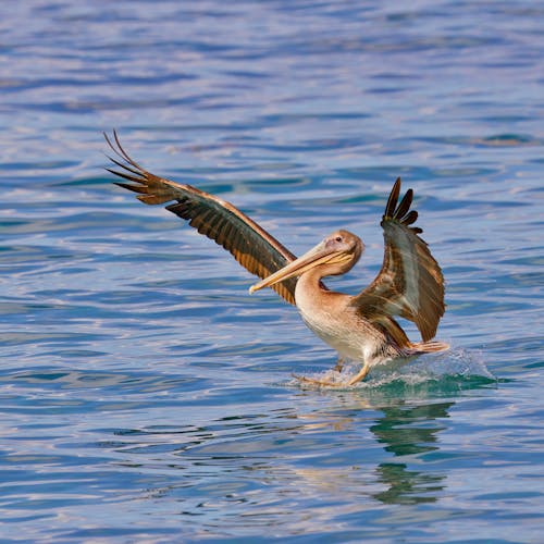 California Brown Pelican 