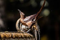Great-tailed Grackle Drinking Water from the Fountain