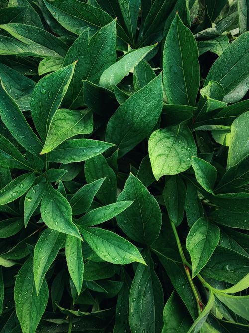 Free Lush green leaves with dewdrops creating a refreshing and vibrant natural texture. Stock Photo