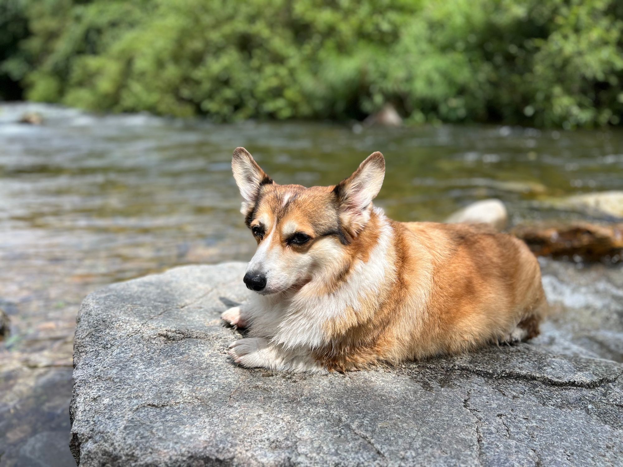 Adorable corgi lying on a rock by a tranquil river surrounded by greenery.