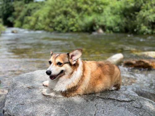 Free Corgi dog resting on a stone near a flowing river in a serene outdoor setting. Stock Photo