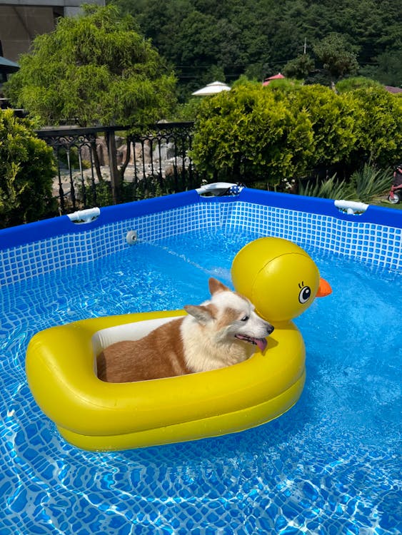 Free A Dog Lying on an Inflatable Duck in a Pool Stock Photo
