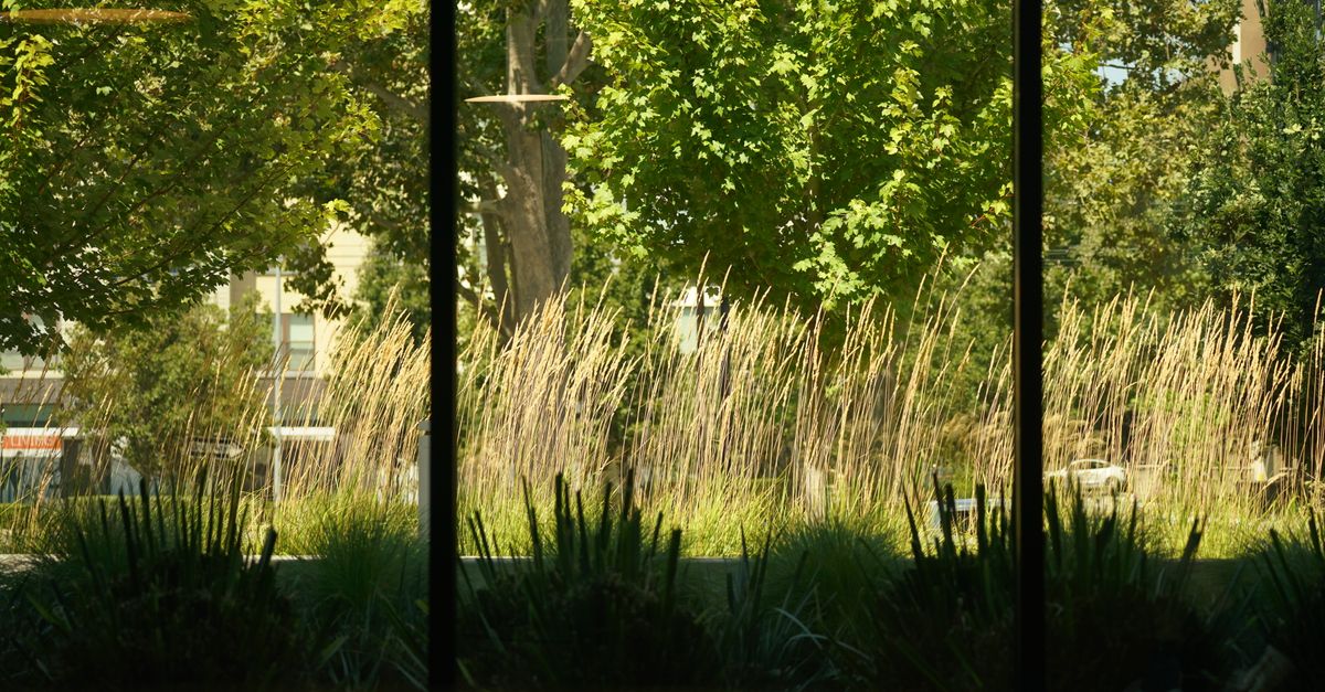 Garden Rushes Green Trees and Rushes in Park · Free Stock Photo