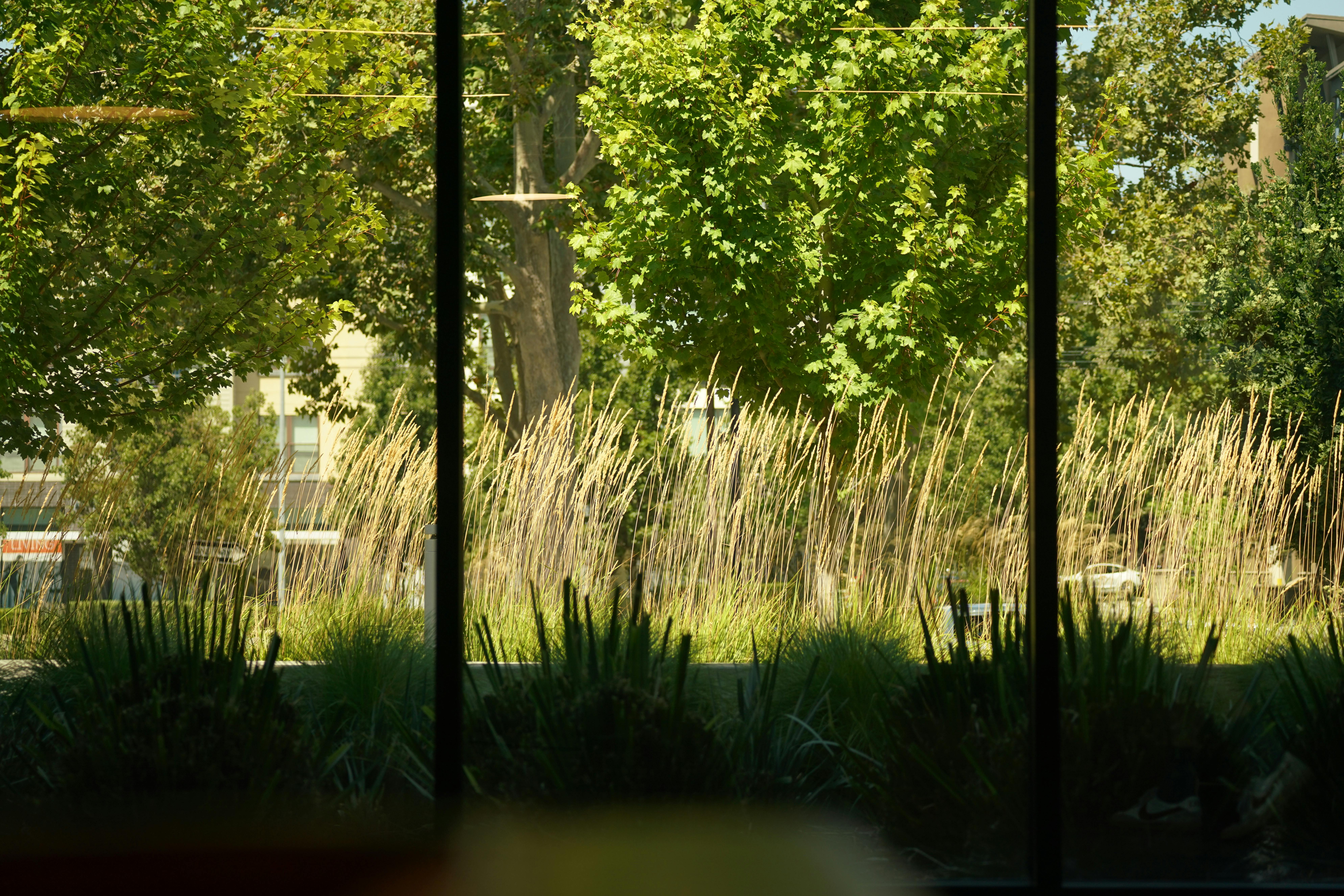 Green Trees and Rushes in Park · Free Stock Photo