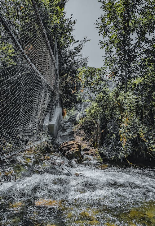 River Flowing in Forest