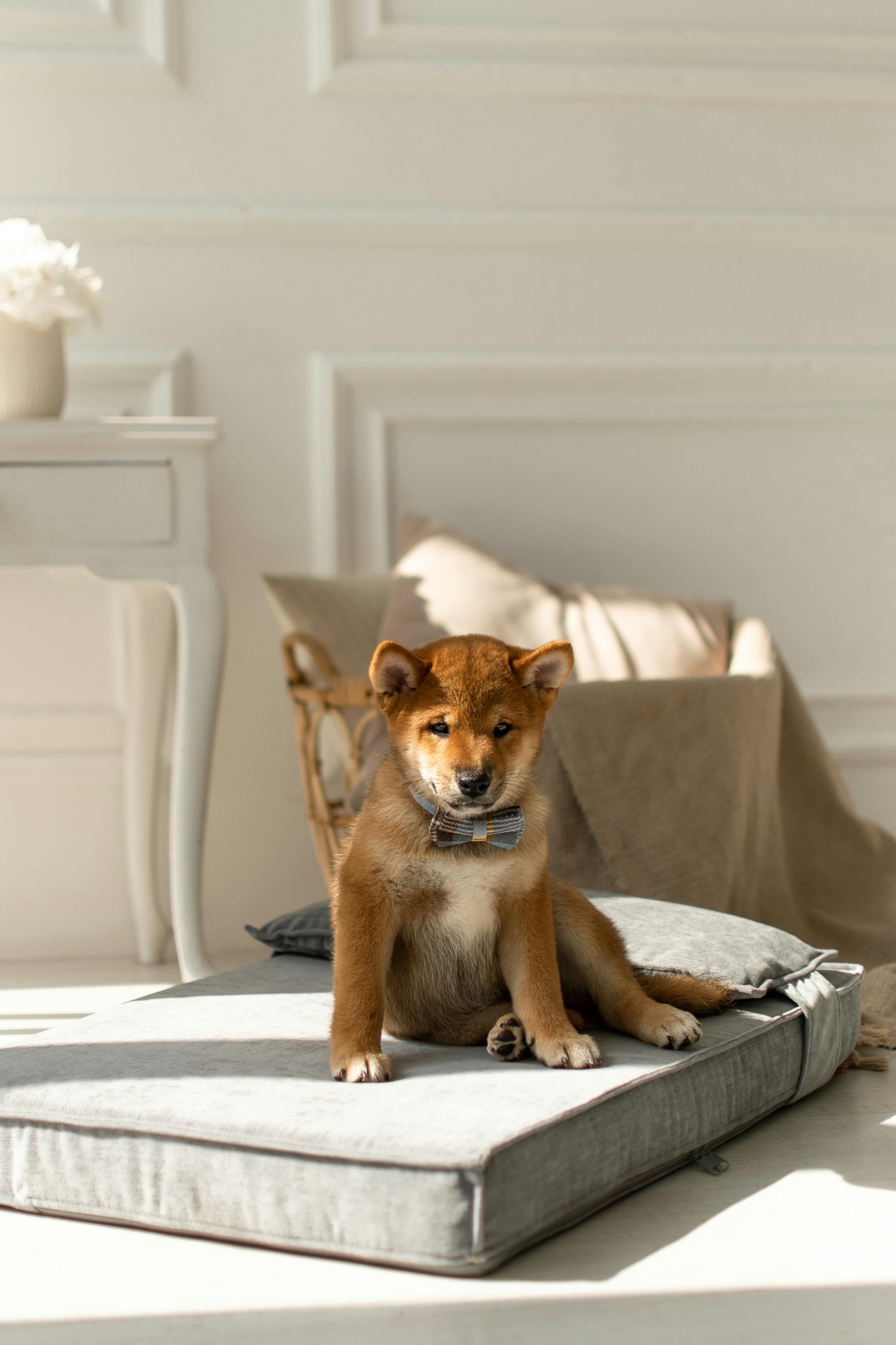 A cute shiba inu puppy sits on a recliner in the interior and looks at the camera