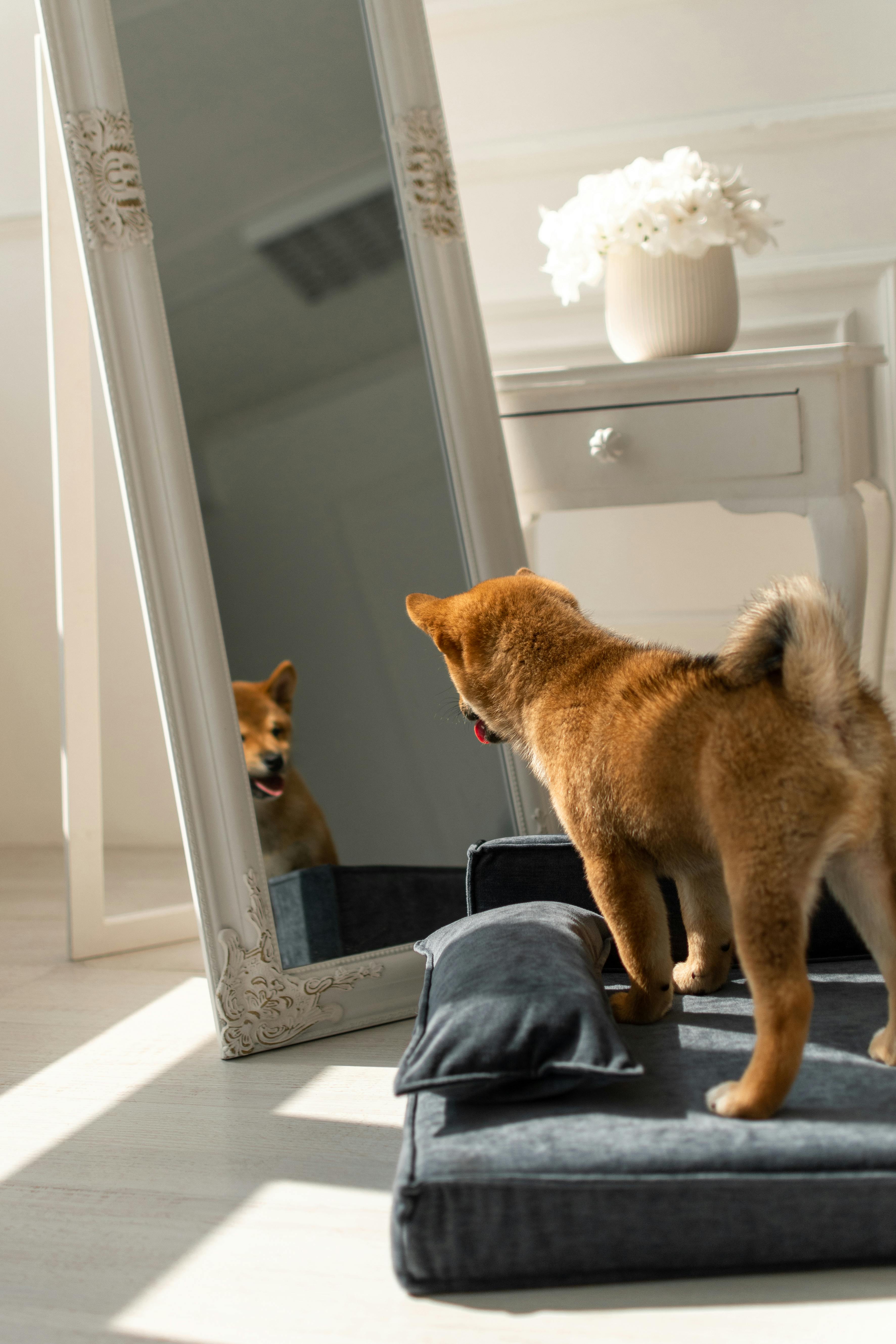 shiba inu puppy stands on a soft bed and looks at his reflection in the mirror