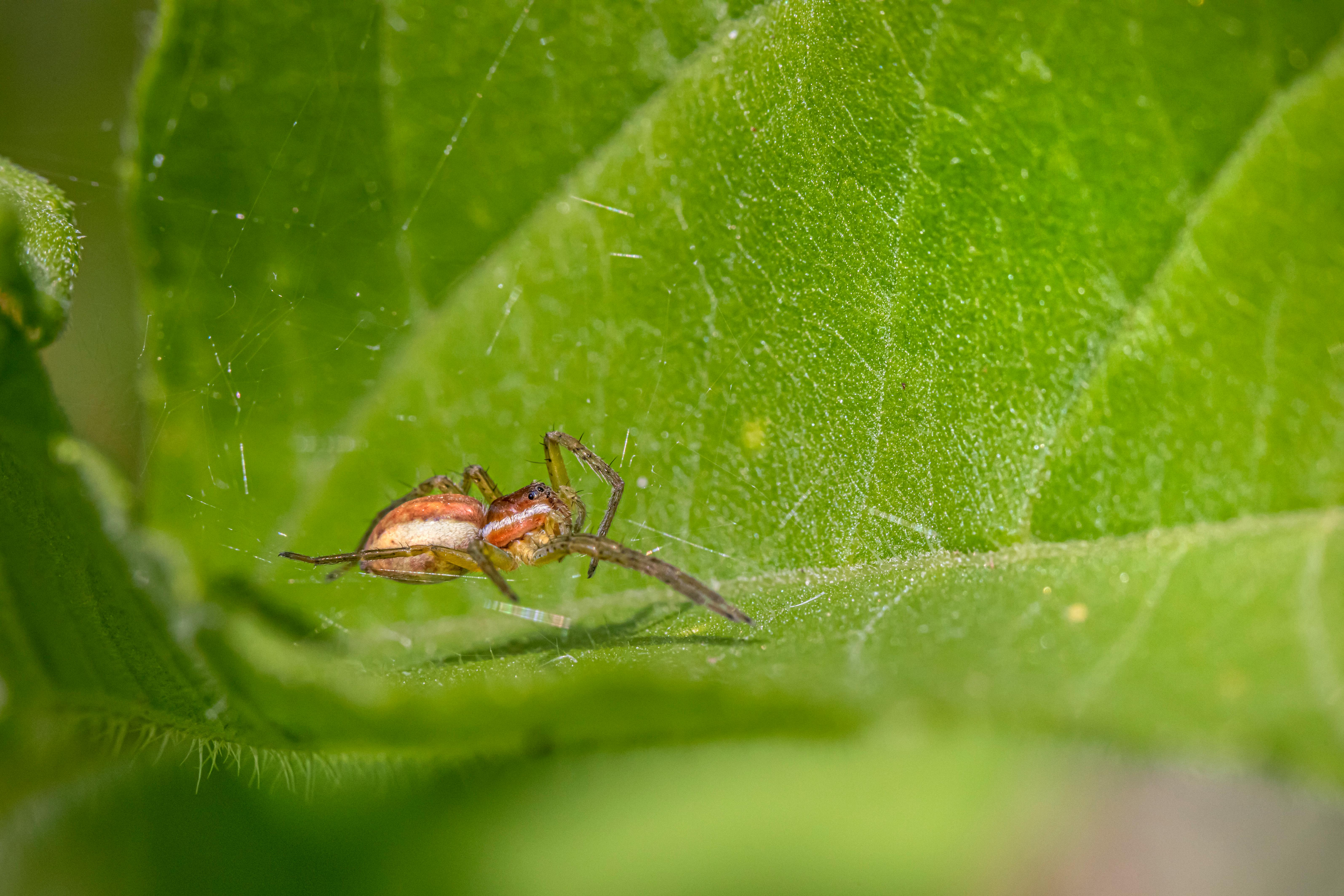 a small spider on a green leaf